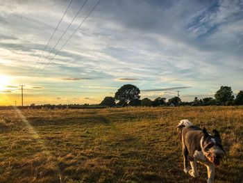 View of dog on field against sky