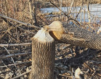 High angle view of mushroom growing on tree trunk