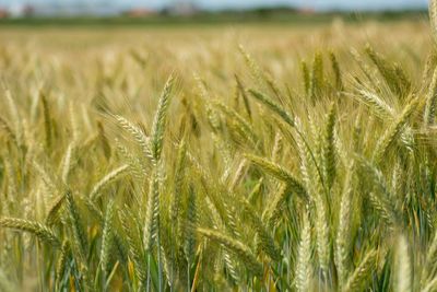 Close-up of wheat growing on field