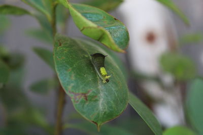 Close-up of insect on leaf