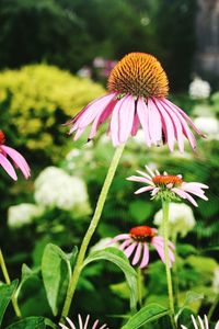 Close-up of purple flowering plant