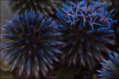 Close-up of flowers blooming outdoors