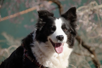 Close-up portrait of dog sticking out tongue