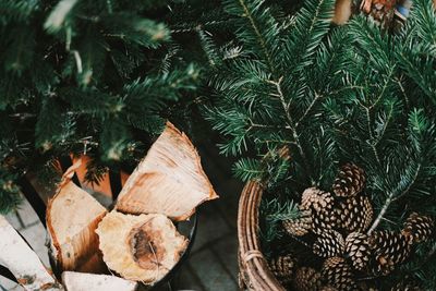 High angle view of pine cone growing outdoors