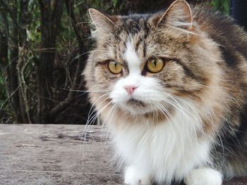 Close-up portrait of cat