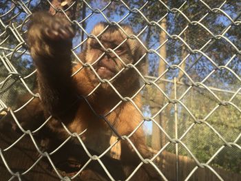 Full frame shot of chainlink fence in cage at zoo