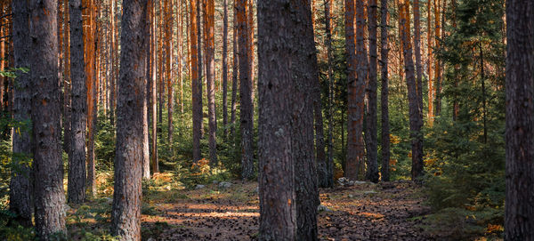 Granite rock in pine forest, idea for background or screensaver. 