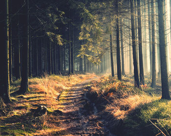 Trees in forest