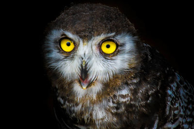 Close-up portrait of owl against black background