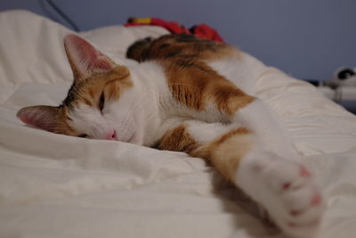 Close-up of cat resting on bed