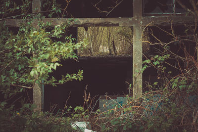 Abandoned building by trees at night