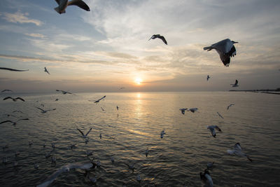 Silhouette birds flying over sea against sky during sunset