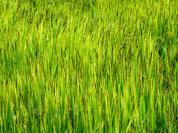 Full frame shot of grass on field