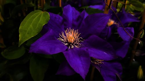 Close-up of purple flowering plant
