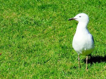 Seagull perching on a land
