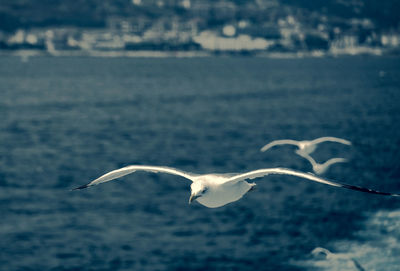 Seagulls flying over sea