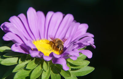 Close-up of purple flower