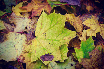 Close-up of dry leaves on plant