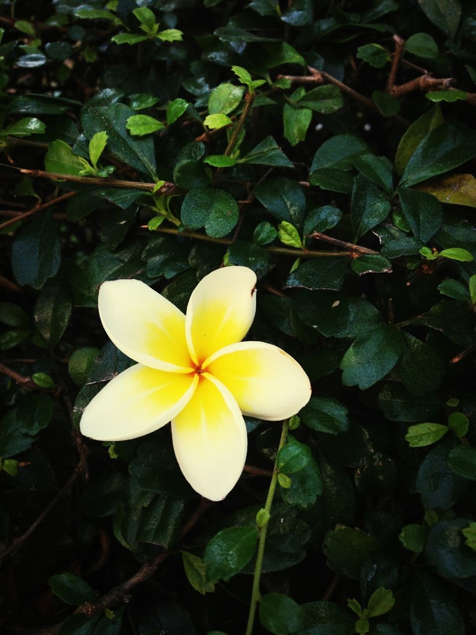 flower, petal, freshness, fragility, flower head, growth, yellow, beauty in nature, leaf, blooming, nature, close-up, single flower, plant, high angle view, white color, in bloom, pollen, stamen, blossom