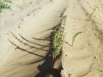 High angle view of insect on sand