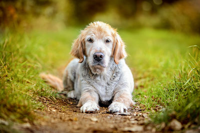 Portrait of dog sitting on grass