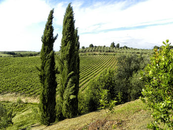 Vineyard against sky