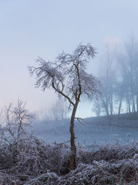 Low angle view of bare tree against clear sky