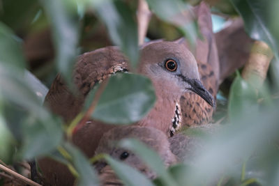 Close-up of bird