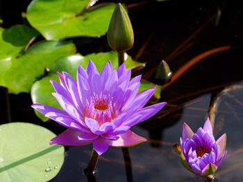 Close-up of lotus water lily