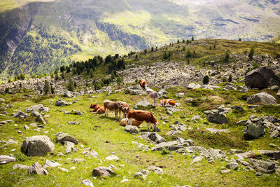 View of sheep on field