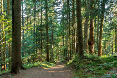 Scenic view of forest