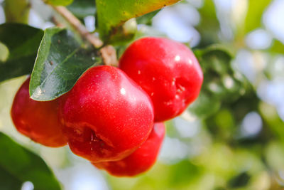 Close-up of strawberry growing on plant