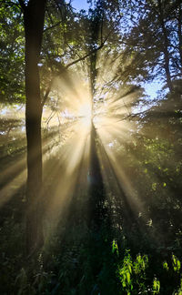 Sunlight streaming through trees in forest
