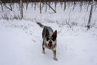 Dog on snow covered land