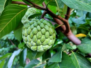 Close-up of fruits growing on tree