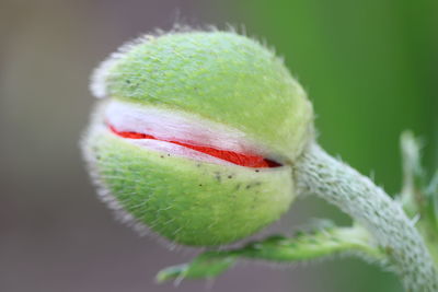 Close-up of green bud