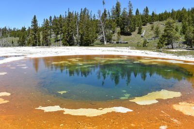 Reflection of trees on beauty pool at yellowstone national park during winter