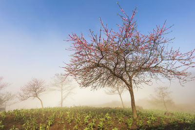 Tree on field against sky
