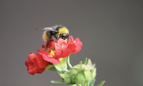 Close-up of bee pollinating on flower