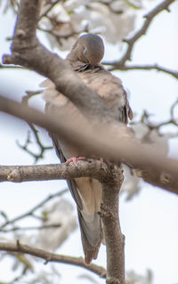 Low angle view of bird perching on tree