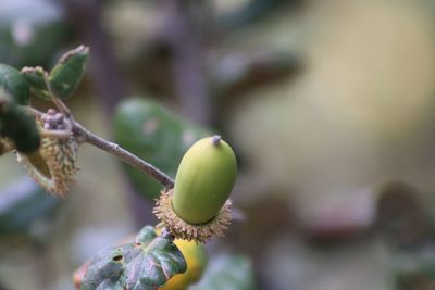 Close-up of green oak seed growing on plant