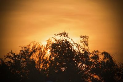 Low angle view of silhouette trees against sky during sunset