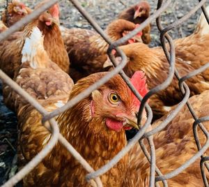 Close-up of birds in a fence