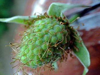 Close-up of green raspberry