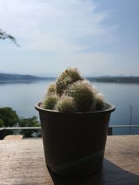 Close-up of potted plant against sea