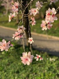 Close-up of pink cherry blossoms