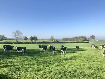 Horses grazing in a field