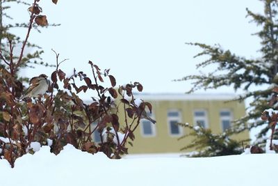 Close-up of tree against clear sky during winter