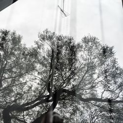 Low angle view of trees against sky