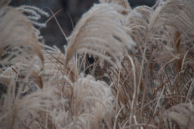 Close-up of dry plants on snow